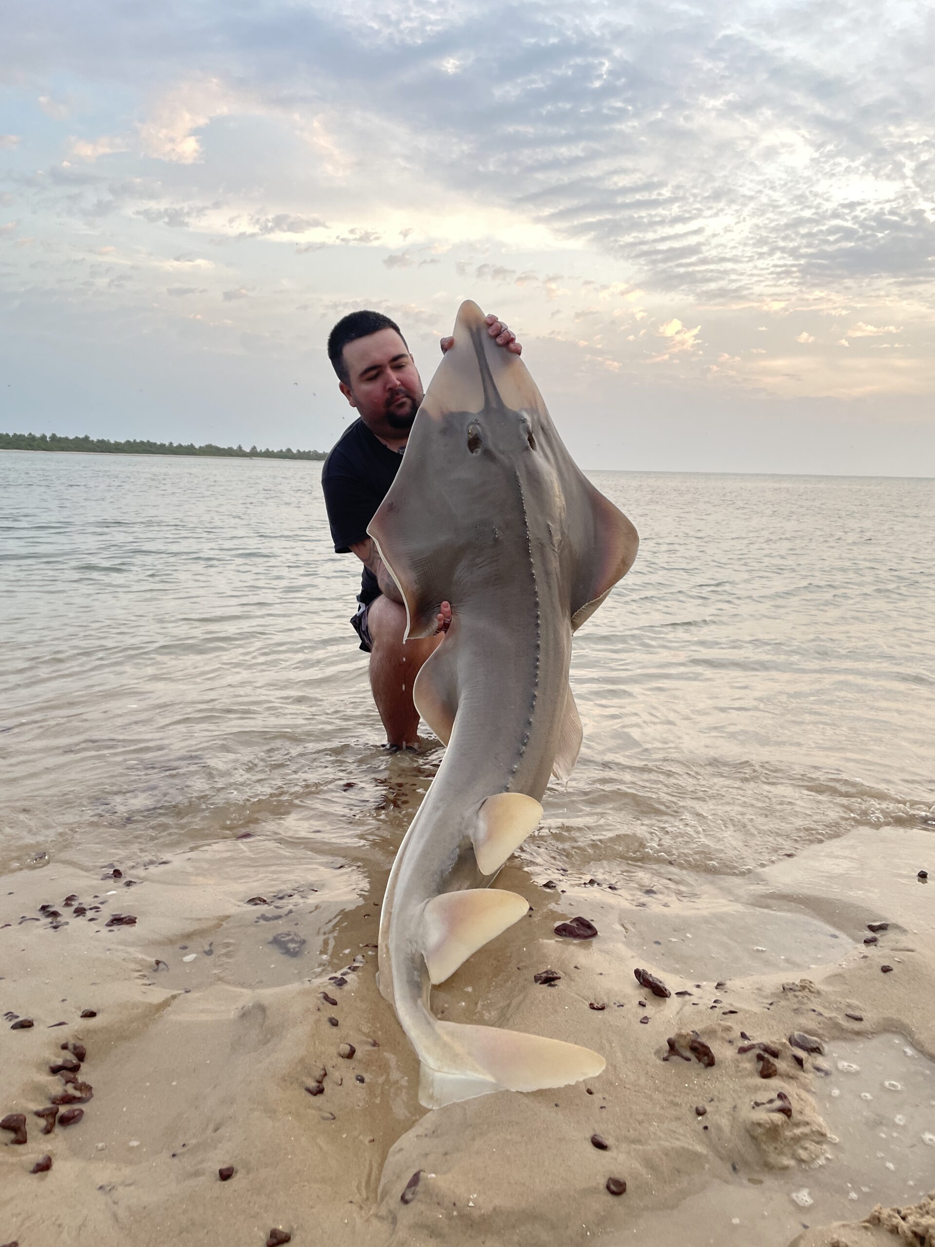 guitar shark scaled